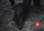Image New Born Baby Elephant l'Europe, 1938, de la seconde 62 séquences d'archives historiques vidéo 65675036139