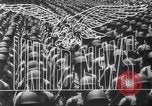 Standbild Alliierten erfassen Deutschland Deutschland, 1945, aus Sekunde 15 historischem Filmmaterial Videoclip 65675036147