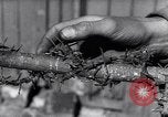 Image of Munster concentration camp Munster Germany, 1945, second 43 stock footage video 65675036168