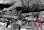 Image of Munster concentration camp Munster Germany, 1945, second 46 stock footage video 65675036168