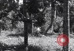Image of Coast Watcher Bougainville Island Papua New Guinea, 1943, second 6 stock footage video 65675036175