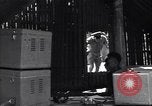 Image of Coast Watcher Bougainville Island Papua New Guinea, 1943, second 7 stock footage video 65675036176