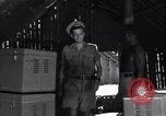 Image of Coast Watcher Bougainville Island Papua New Guinea, 1943, second 11 stock footage video 65675036176
