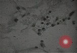 Immagine di Bomba atomica vittime Hiroshima Giappone, 1945, secondo 24 filmato di repertorio 65675036295