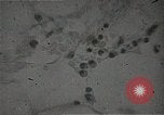 Immagine di Bomba atomica vittime Hiroshima Giappone, 1945, secondo 31 filmato di repertorio 65675036295