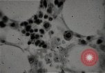 Immagine di Bomba atomica vittime Hiroshima Giappone, 1945, secondo 33 filmato di repertorio 65675036295