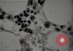 Immagine di Bomba atomica vittime Hiroshima Giappone, 1945, secondo 37 filmato di repertorio 65675036295