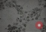 Immagine di Bomba atomica vittime Hiroshima Giappone, 1945, secondo 45 filmato di repertorio 65675036295
