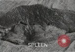 Immagine di Bomba atomica vittime Hiroshima Giappone, 1945, secondo 61 filmato di repertorio 65675036295