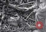 Standbild Schlacht von Iwo Jima Iwo Jima, 1945, aus Sekunde 16 historischem Filmmaterial Videoclip 65675036300