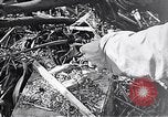 Standbild Schlacht von Iwo Jima Iwo Jima, 1945, aus Sekunde 37 historischem Filmmaterial Videoclip 65675036300