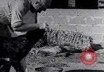 Image of Israeli soldiers prepare food Palestine, 1948, second 60 stock footage video 65675036309