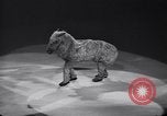 Standbild New York Ice Follies New York City USA, 1937, aus Sekunde 19 historischem Filmmaterial Videoclip 65675036426