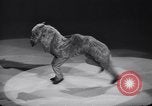 Standbild New York Ice Follies New York City USA, 1937, aus Sekunde 21 historischem Filmmaterial Videoclip 65675036426