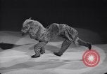 Standbild New York Ice Follies New York City USA, 1937, aus Sekunde 22 historischem Filmmaterial Videoclip 65675036426
