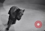 Standbild New York Ice Follies New York City USA, 1937, aus Sekunde 24 historischem Filmmaterial Videoclip 65675036426