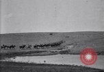 Immagine di Stati Uniti Esercito 8° reggimento di cavalleria acqua i loro cavalli dopo manovre Marfa Texas USA, 1923, secondo 5 filmato di repertorio 65675036447