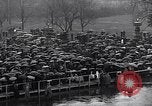 Image of Roosevelt's second inauguration Washington DC USA, 1937, second 21 stock footage video 65675036476