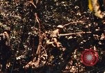Image of United States Marine Corps Vietnam, 1967, second 20 stock footage video 65675036482
