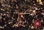 Image of United States Marine Corps Vietnam, 1967, second 21 stock footage video 65675036482