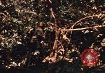 Image of United States Marine Corps Vietnam, 1967, second 22 stock footage video 65675036482