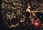 Image of United States Marine Corps Vietnam, 1967, second 23 stock footage video 65675036482