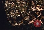 Image of United States Marine Corps Vietnam, 1967, second 24 stock footage video 65675036482