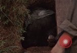 Immagine di 1° aria divisione di cavalleria Ankhe Vietnam del Sud, 1966, secondo 61 filmato di repertorio 65675036503