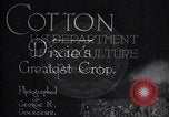 Immagine di Coltivazione di cotone plantation Southern United States USA, 1922, secondo 5 filmato di repertorio 65675036511