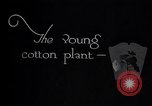 Image of pesticide protects cotton from boll weevil Southern United States USA, 1922, second 3 stock footage video 65675036512