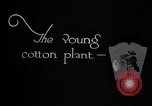 Image of pesticide protects cotton from boll weevil Southern United States USA, 1922, second 4 stock footage video 65675036512