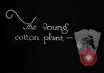 Image of pesticide protects cotton from boll weevil Southern United States USA, 1922, second 5 stock footage video 65675036512