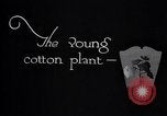 Image of pesticide protects cotton from boll weevil Southern United States USA, 1922, second 6 stock footage video 65675036512