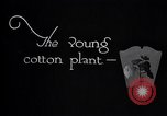 Image of pesticide protects cotton from boll weevil Southern United States USA, 1922, second 7 stock footage video 65675036512