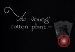 Image of pesticide protects cotton from boll weevil Southern United States USA, 1922, second 8 stock footage video 65675036512