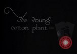 Image of pesticide protects cotton from boll weevil Southern United States USA, 1922, second 9 stock footage video 65675036512