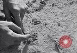 Image of pesticide protects cotton from boll weevil Southern United States USA, 1922, second 20 stock footage video 65675036512