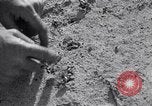 Image of pesticide protects cotton from boll weevil Southern United States USA, 1922, second 24 stock footage video 65675036512