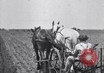 Image of pesticide protects cotton from boll weevil Southern United States USA, 1922, second 30 stock footage video 65675036512