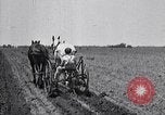 Image of pesticide protects cotton from boll weevil Southern United States USA, 1922, second 35 stock footage video 65675036512