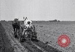 Image of pesticide protects cotton from boll weevil Southern United States USA, 1922, second 36 stock footage video 65675036512