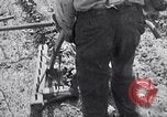 Image of pesticide protects cotton from boll weevil Southern United States USA, 1922, second 47 stock footage video 65675036512