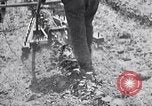 Image of pesticide protects cotton from boll weevil Southern United States USA, 1922, second 48 stock footage video 65675036512