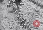Image of pesticide protects cotton from boll weevil Southern United States USA, 1922, second 49 stock footage video 65675036512