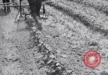 Image of pesticide protects cotton from boll weevil Southern United States USA, 1922, second 50 stock footage video 65675036512