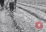 Image of pesticide protects cotton from boll weevil Southern United States USA, 1922, second 51 stock footage video 65675036512