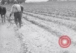 Image of pesticide protects cotton from boll weevil Southern United States USA, 1922, second 52 stock footage video 65675036512