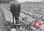 Image of pesticide protects cotton from boll weevil Southern United States USA, 1922, second 55 stock footage video 65675036512