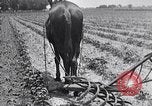 Image of pesticide protects cotton from boll weevil Southern United States USA, 1922, second 56 stock footage video 65675036512