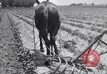 Image of pesticide protects cotton from boll weevil Southern United States USA, 1922, second 57 stock footage video 65675036512